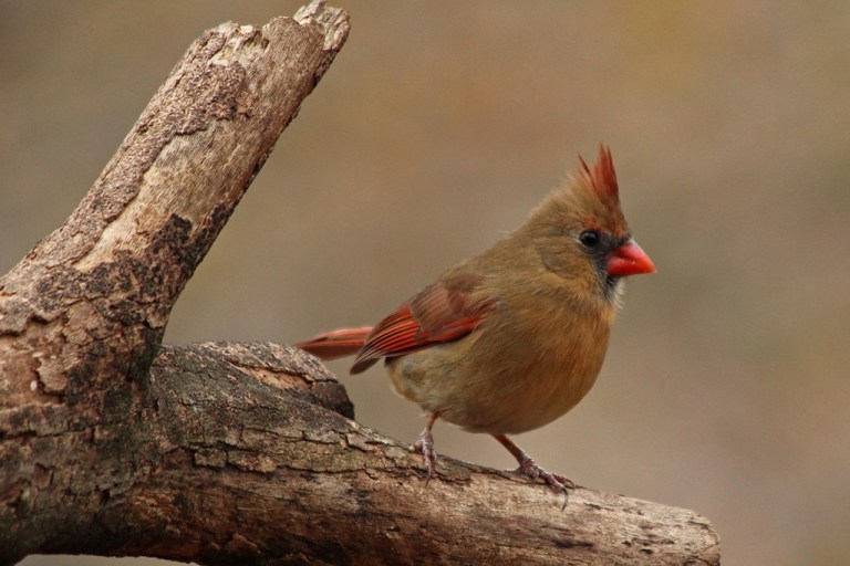 cardinal2