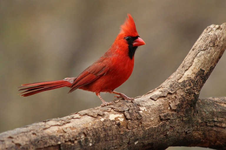 cardinal3