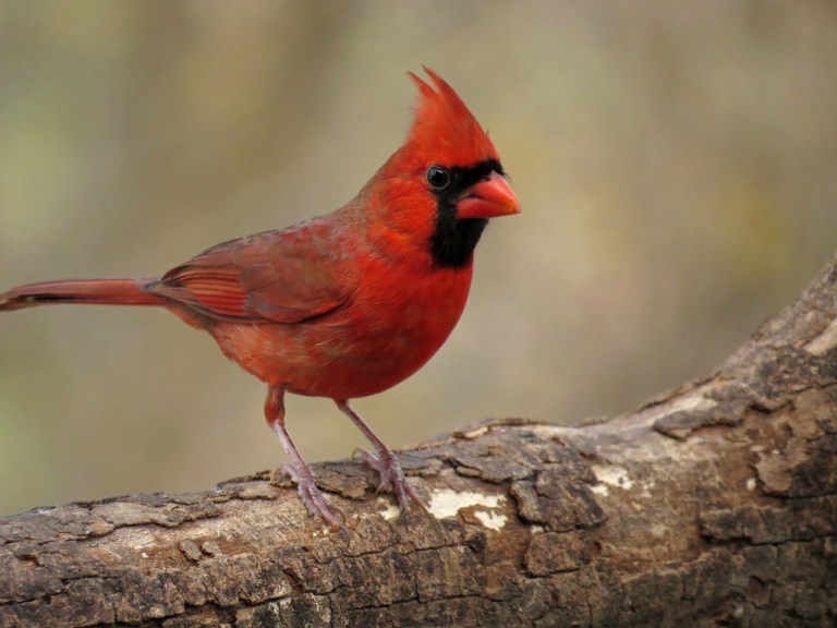 cardinal3