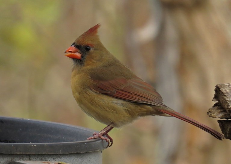 cardinal4