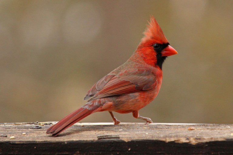 cardinal5