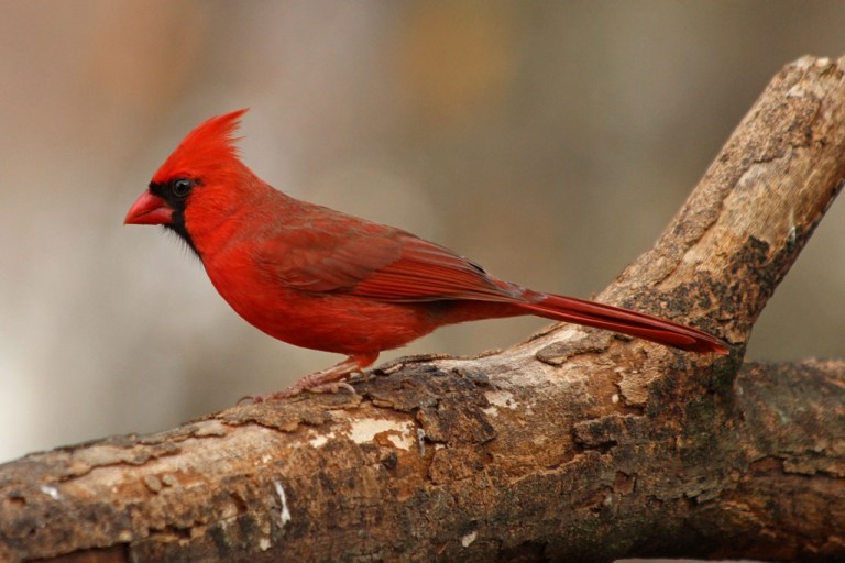 cardinal
