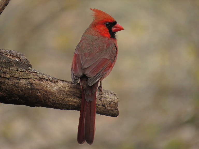 cardinal6