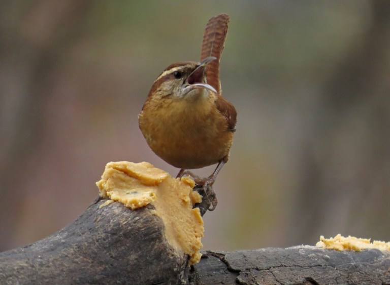carolinawren