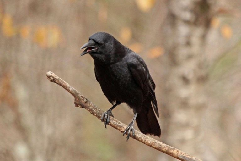 crow