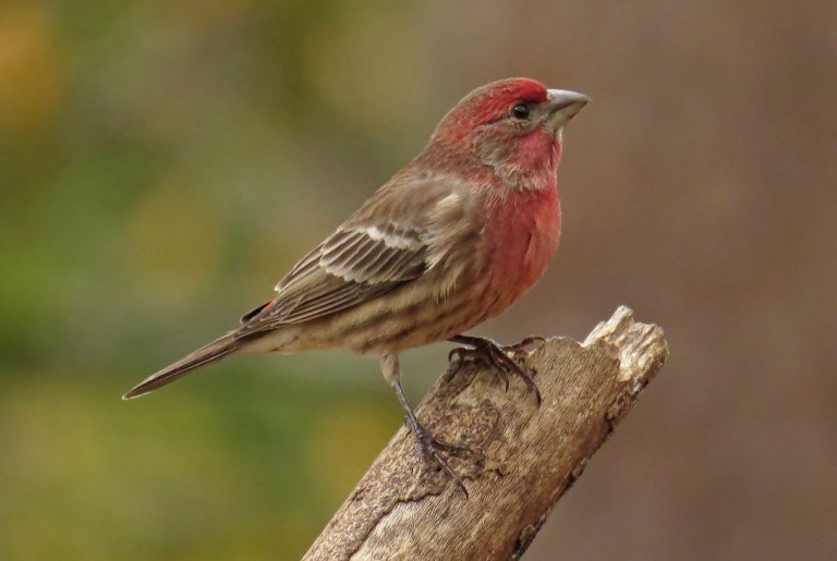 housefinch