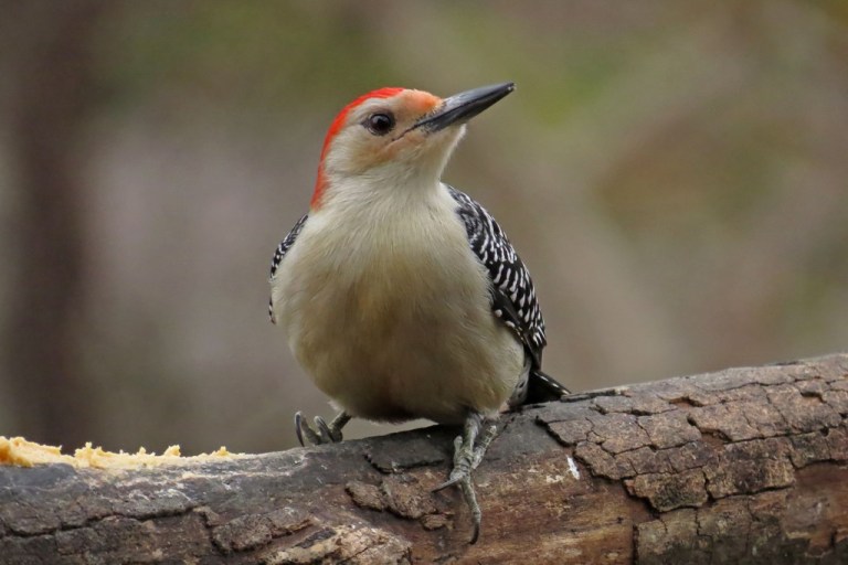 red-bellied1