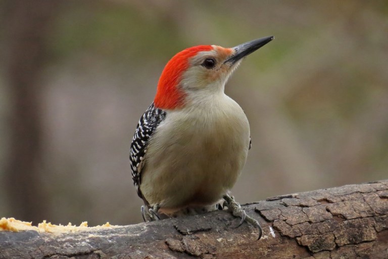 red-bellied2