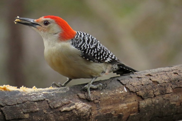 red-bellied3