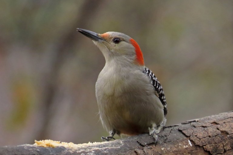 red-bellied4