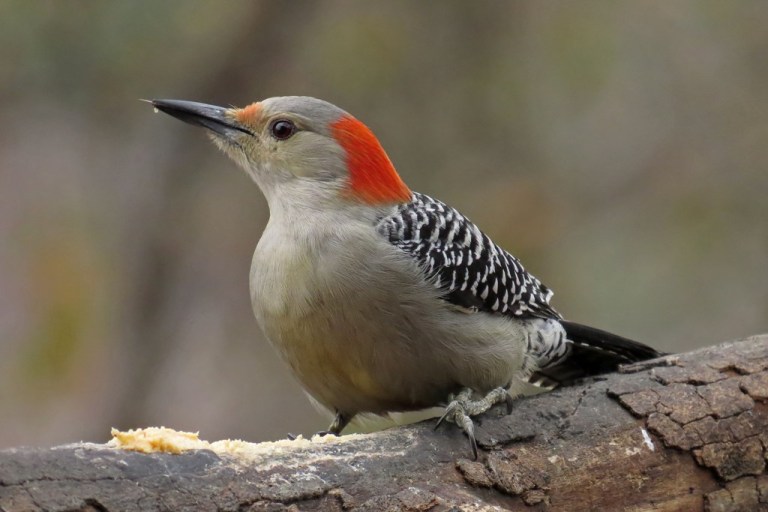 red-bellied5