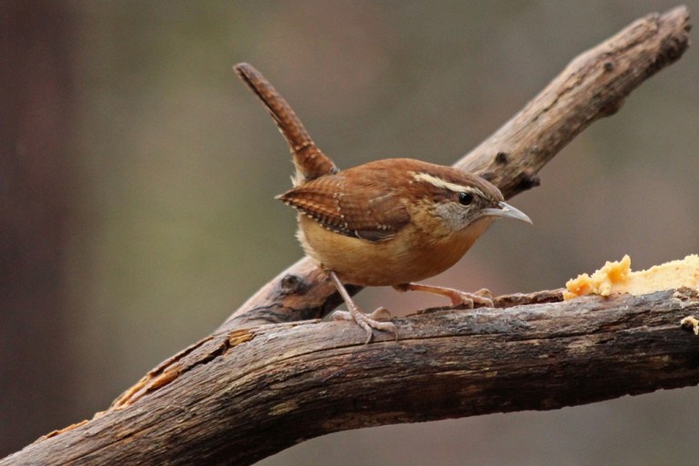 wren1