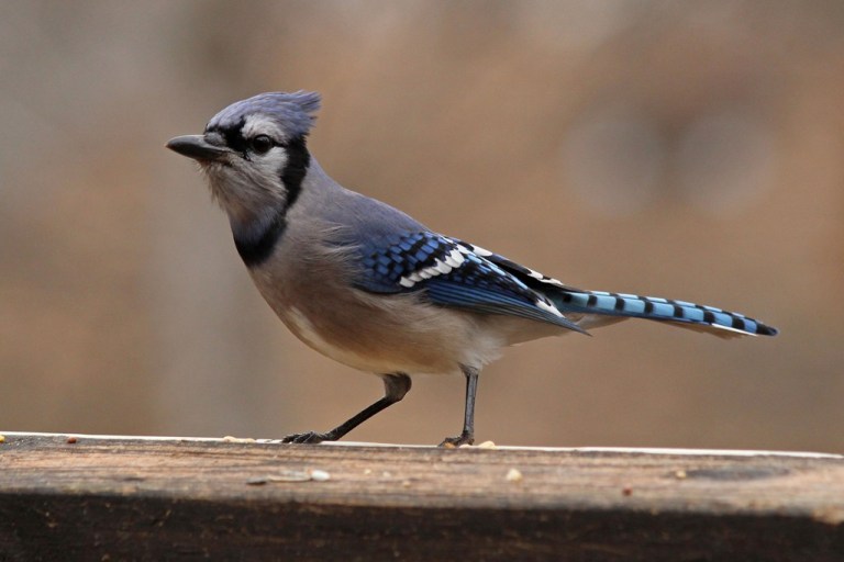 blue-jay