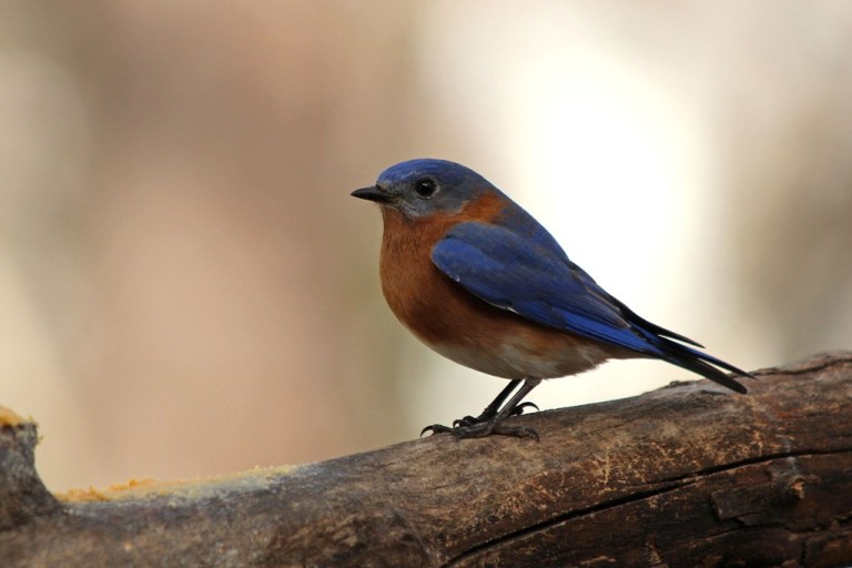 bluebird1