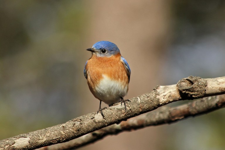 bluebird3