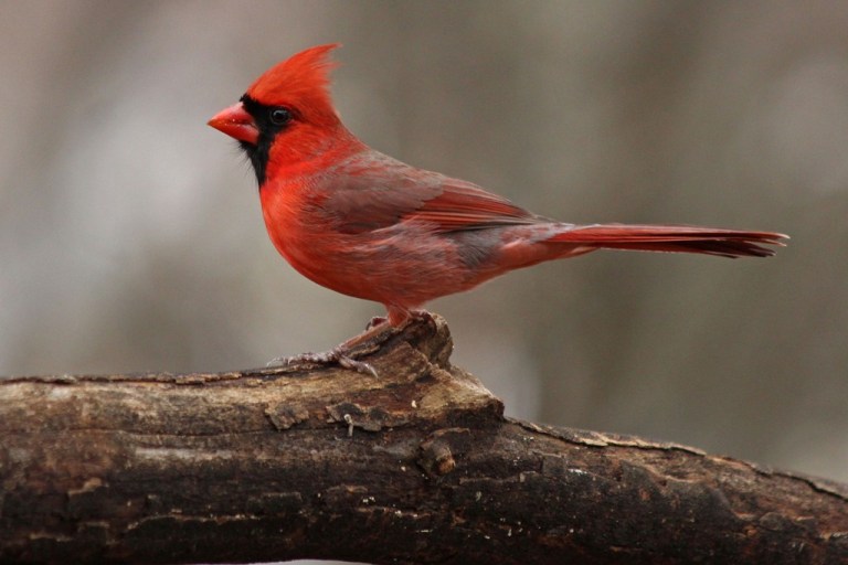 cardinal