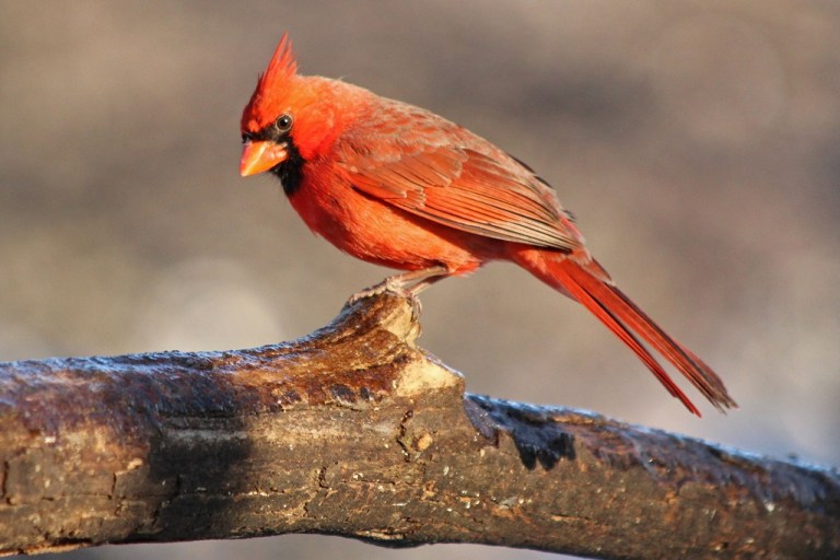 cardinal2