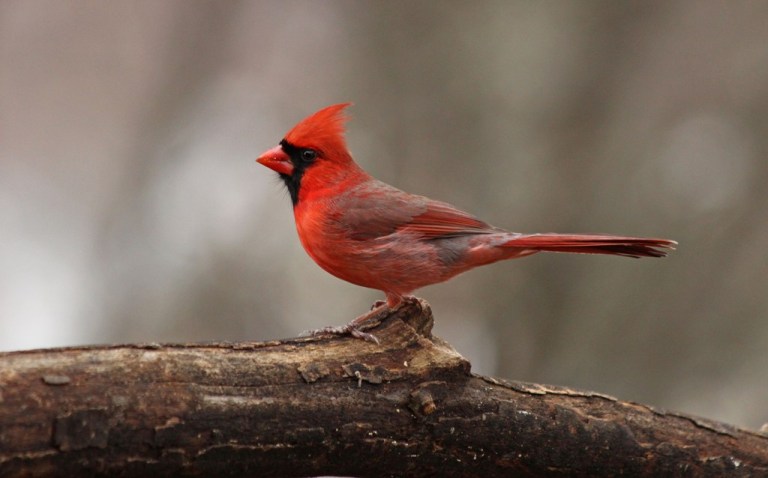 cardinal