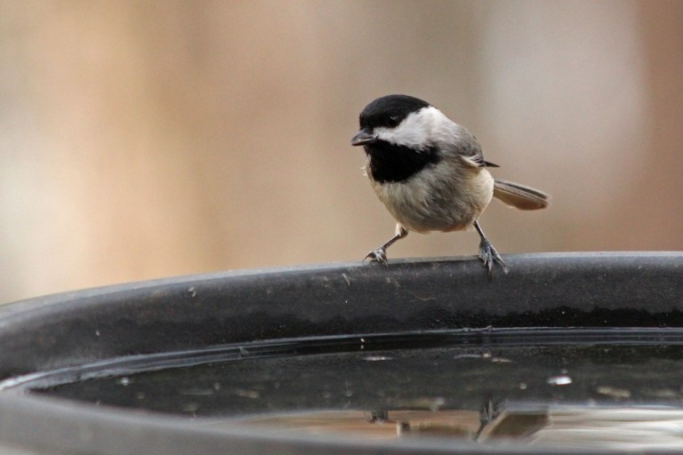 chickadee1