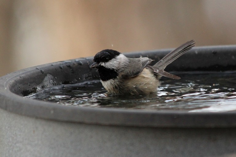 chickadee2