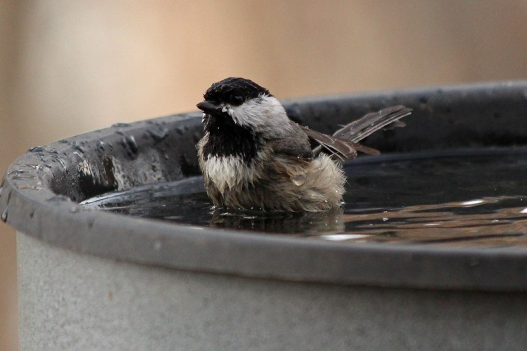 chickadee4