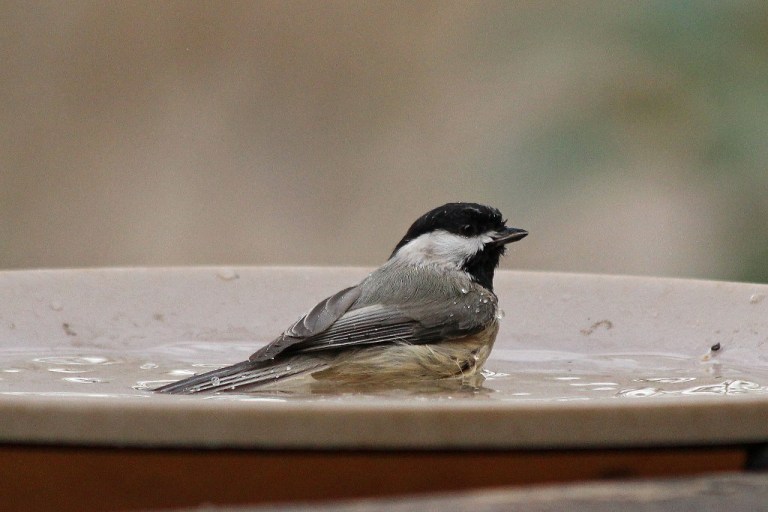 chickadee6