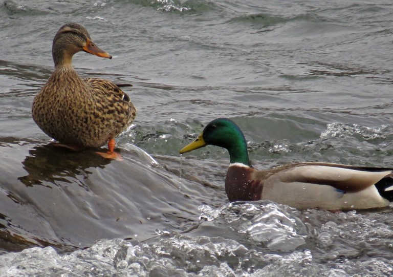 mallards2