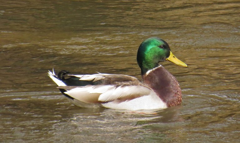 mallards3