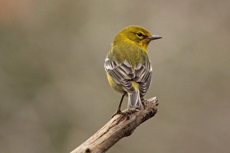 pine-warbler