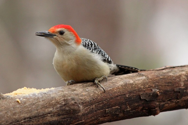 red-bellied-woodpecker