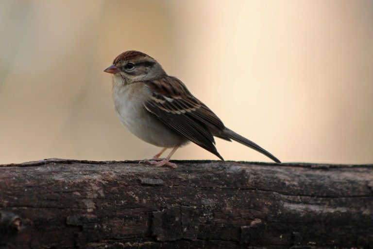sparrow