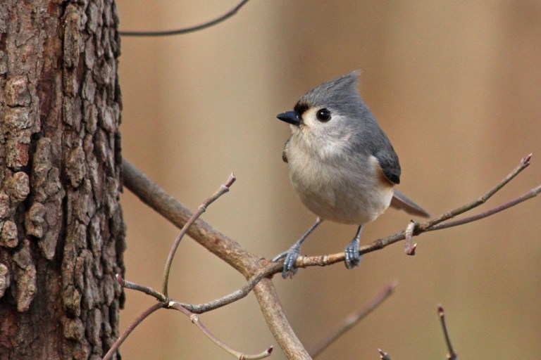 titmouse