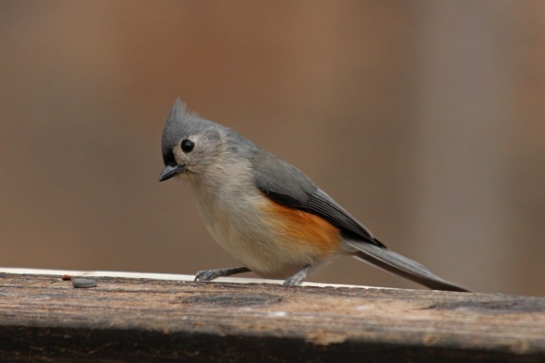 titmouse1