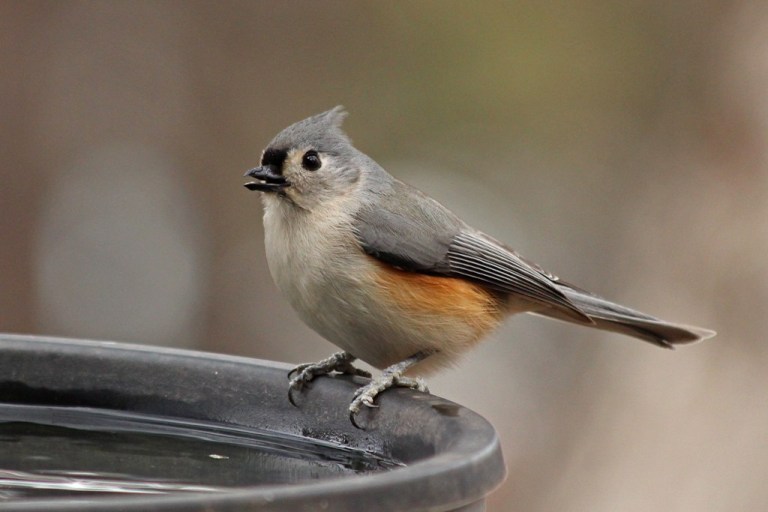 titmouse4