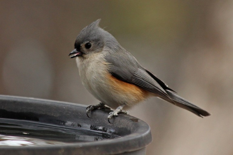 titmouse8