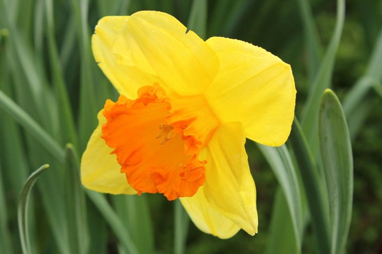 daffodil2