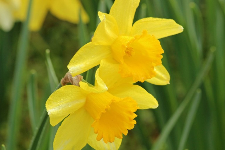 daffodil3