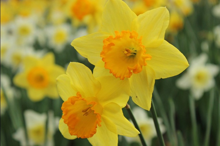 daffodil4
