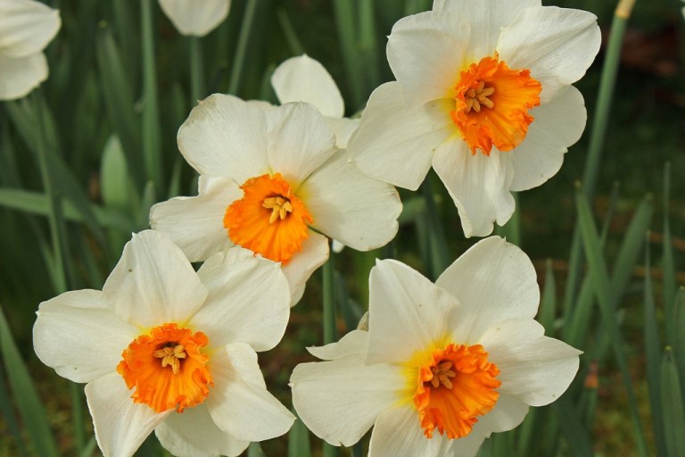 daffodilsfour