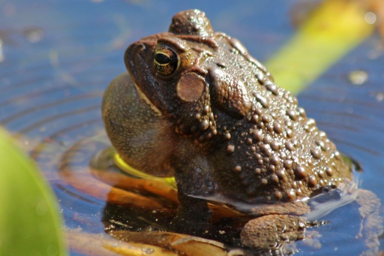 frog1