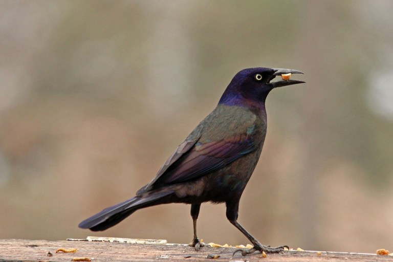 grackler2