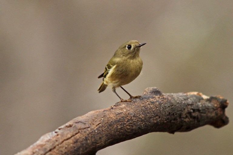 kinglet