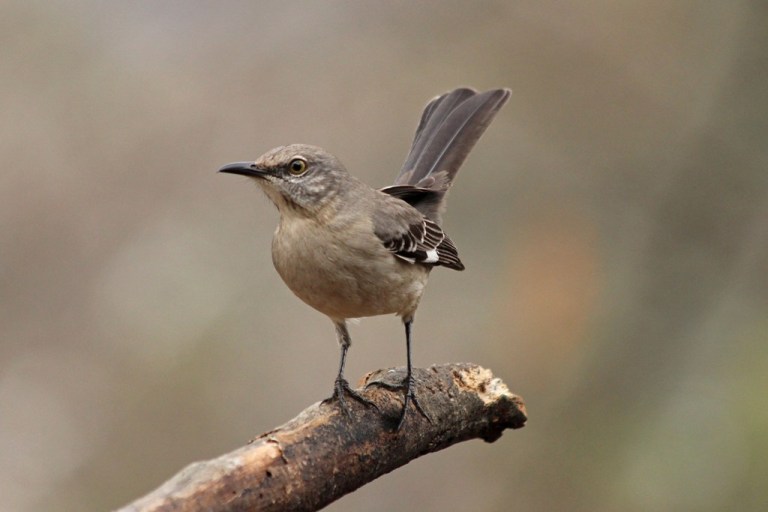 mockingbird