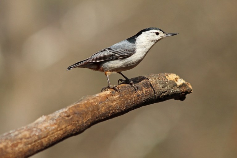 nuthatch