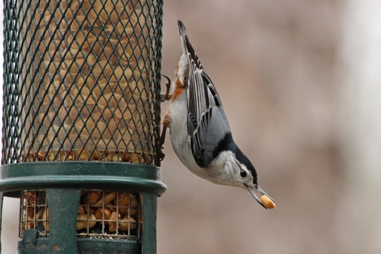 nuthatch1