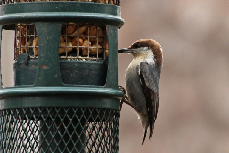 nuthatch4