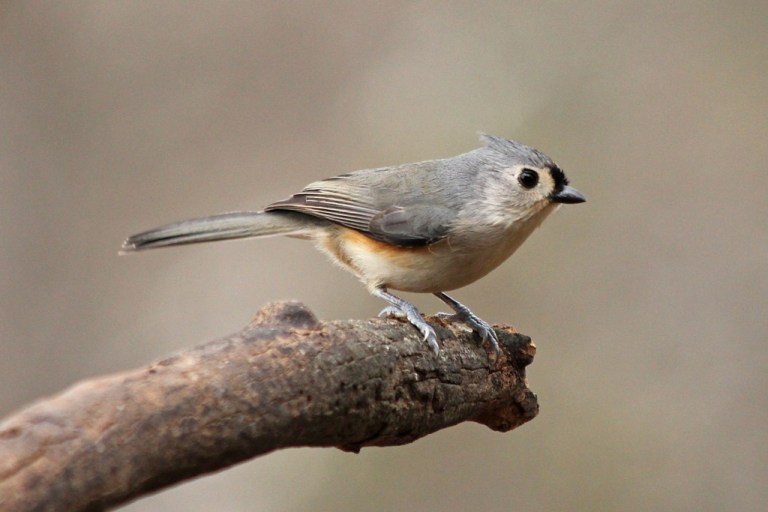 titmouse