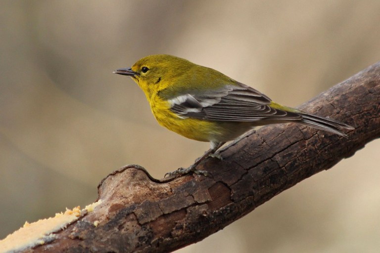 warbler