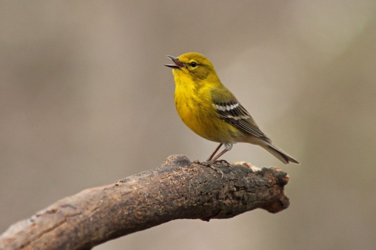 warbler