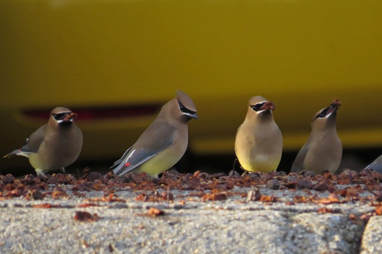 waxwing3